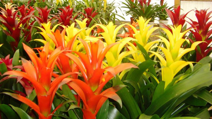 Bromélias – Plantas tropicais que Amamos – Dicas de Cultivo