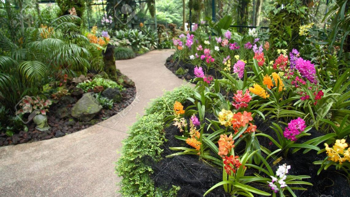 5 Tipos de Flores que Ira Alegrar o seu jardim