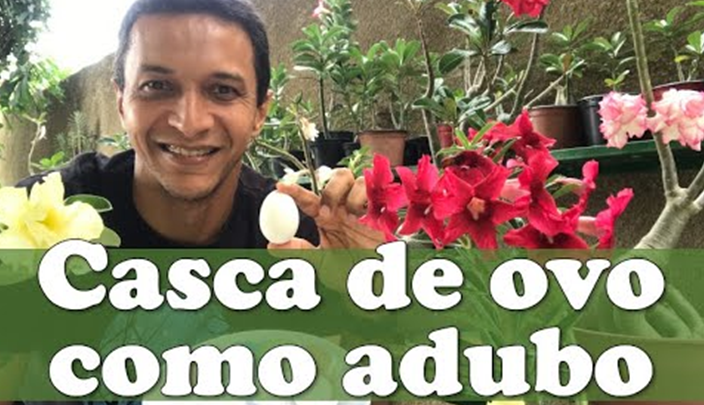 Casca de Ovo como Adubo para Rosa do Deserto e Demais Plantas