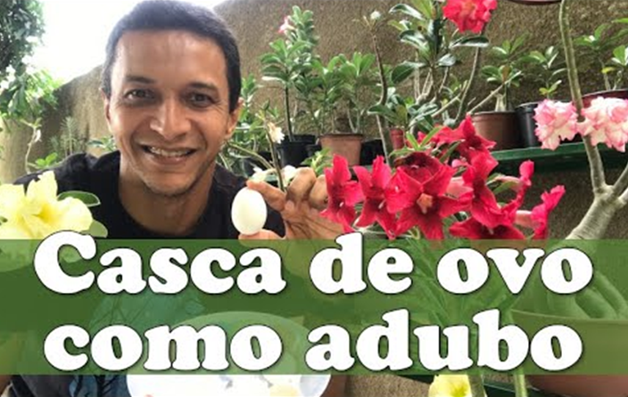 Casca de Ovo como Adubo para Rosa do Deserto e Demais Plantas