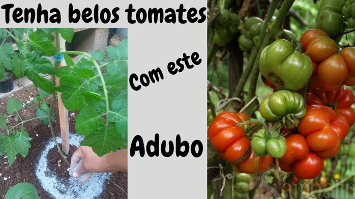 Tenha Lindos Tomates com este Adubo