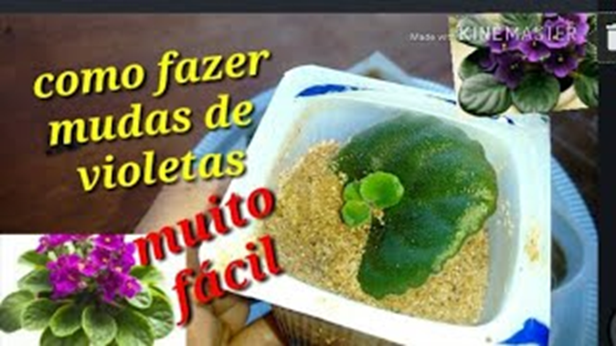 Como Fazer Várias Mudas de Violetas