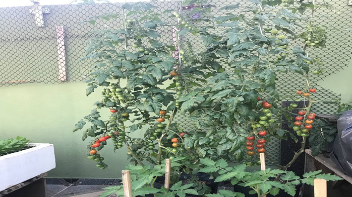 Tomate em Vasos: Até Quando Devo Deixar o Pé Crescer para ter Tomates Grandes